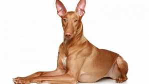 Pharaoh pes - zrzka mačkání z ostrova malta